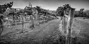 Extra Wire by Dream World Images