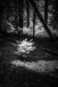 Lighted by Dream World Images