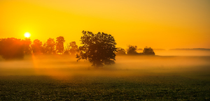 Dawns Embrace: Misty Tree in Gettysburg