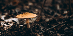 Mystical Fungi: Gloomy Shroom