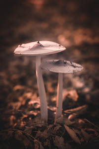 Mystical Fungi: Infrared Shroom in the Magical Landscape