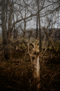 Natures Twisted Remnant