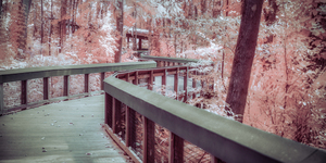 Winding Dreams Boardwalk