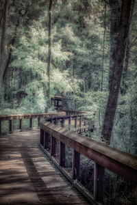 Forests Winding Welcome