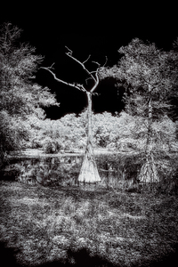 Whispers of the Swamp: A Lone Cypress Silent Dialogue with Enchantment