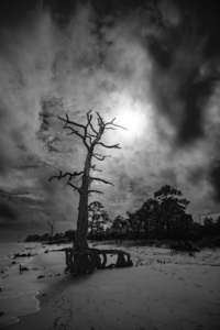 Bald Point Lone Tree