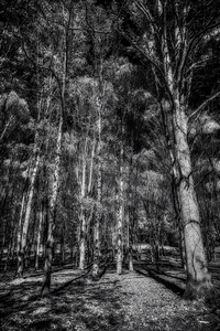 Tall Dark Symphony: A Winters Tale in Infrared Black and White