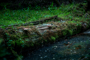 Fungi and Dirty Pool