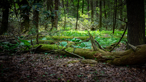 Whispers of the Ancient Forest