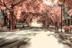 City in Bloom: Yorks Stroll Through Infrared Hues