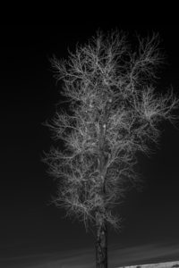 Winters Neural Network