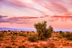 WHISPERS THROUGH THE SUNLIT CANOPY