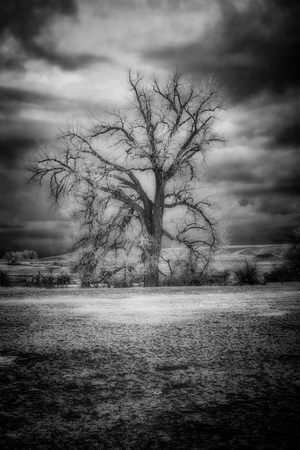 Sentinel of Solitude: Capturing Fort Laramies Majestic Lone Tree