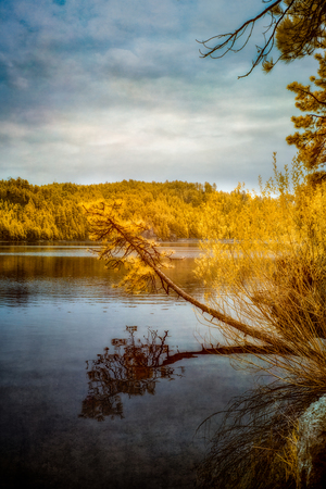 Shadows and Reflections: Overhanging Trees on Center Lake