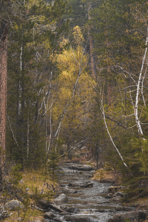 Golden Tranquility: Navigating Grace Coolidge Creek