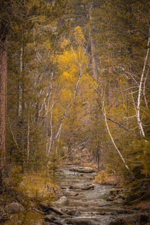 Wilderness Whispers: Grace Coolidge Creek by Dream World Images