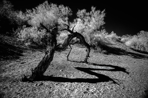 Desert Trees Shadowy Dance by Dream World Images