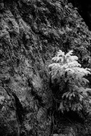 Small Pine on a Rock