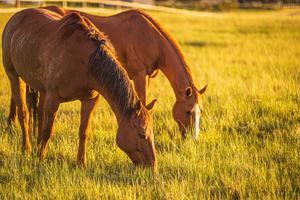 Golden Grazing
