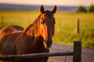 Equestrian Elegance: Ernie at Sunset