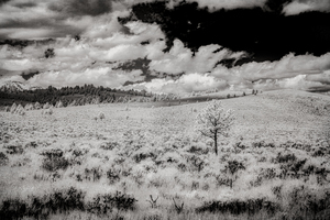 Solitudes in Shades of Grey