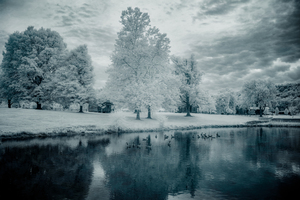 Silent Sentinels: Stonewalls Childhood Trees