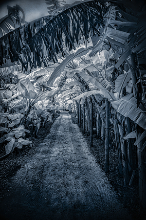 Tropical Banana Pathway by Dream World Images