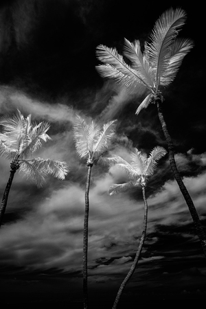 Island Harmony: A Silver Palms Symphony in the Florida Keys