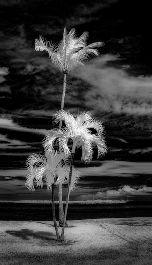 Texture of the Tropics