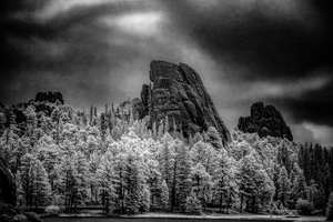Sylvan Shadows: A Moody Encounter with Natures Drama in Custer State Park