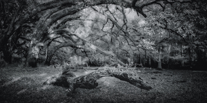 Wooden Nellie by Dream World Images