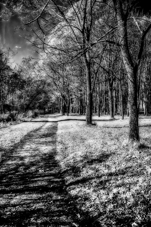 Enchanted Pathways: A Monochrome Overture