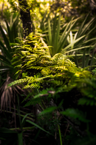 Emerald Awakening: Ferns in the Morning Light Print