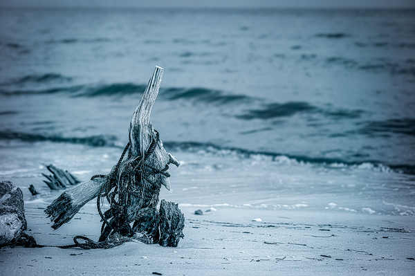 Oceans Driftwood Sentinel Print