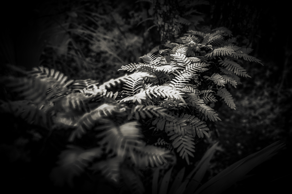 Ethereal Ferns: Whispers Beneath the Canopy Print