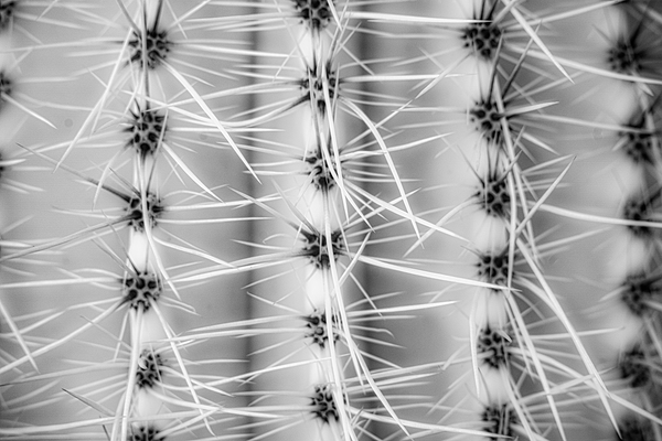 Symmetry in Spine Print