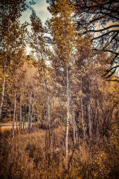 Serenade of Fall Foliage Print