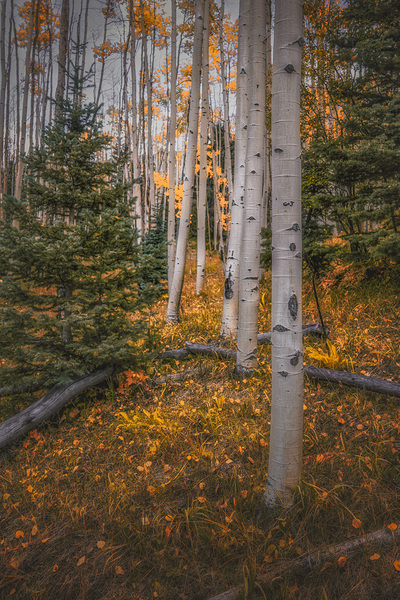 Eternal transition of the forest Print