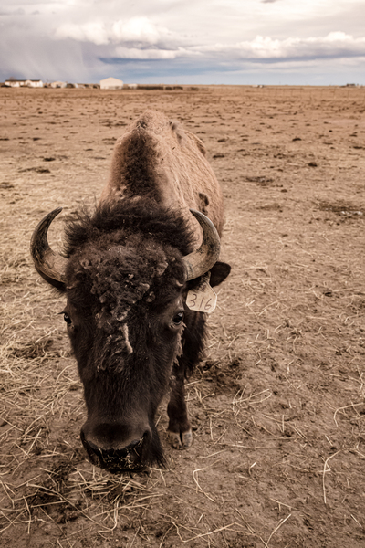 Snapshot from the Wild: Bison 316 Print