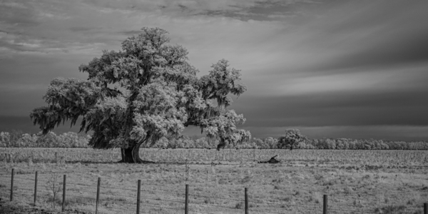Lone Tree in Saint Bernards-1 Print
