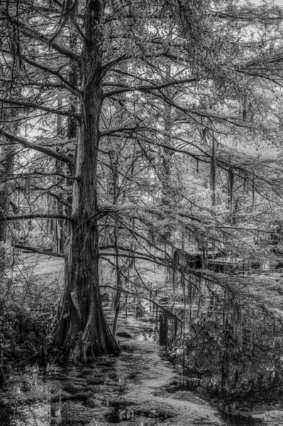 Louisiana Cypress Print