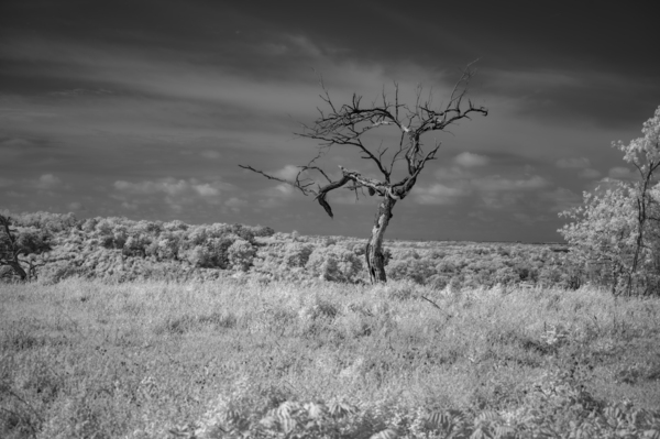 Solitary Whispers in Wild Grass Print