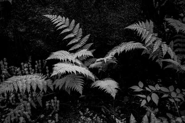 Ferns - 1 Print