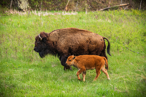 Bison Tales: Spirit of the Bison Print