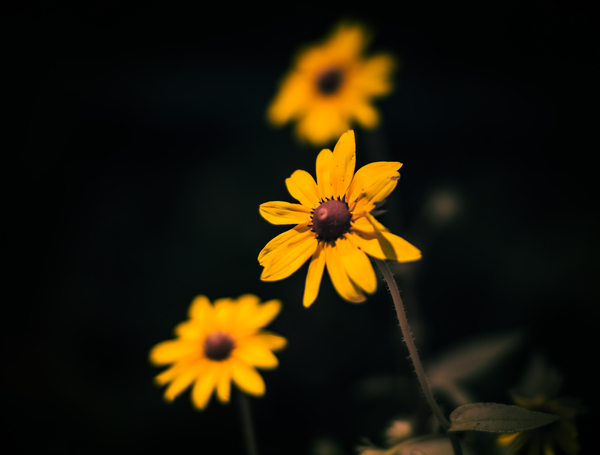 Natures Palette: Full Spectrum Imagery Showcasing Tennessees Black-Eyed Susan Blossoms Print