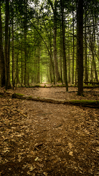 Path in the woods Print