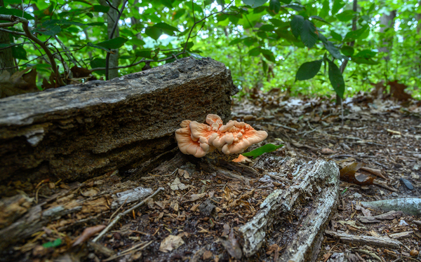 Delaware Fungi: A Sheltered Mushroom Print