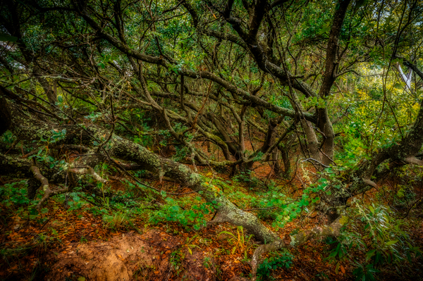 Whispers of a Hidden Forest: Exploring Jockey Ridge State Park Print
