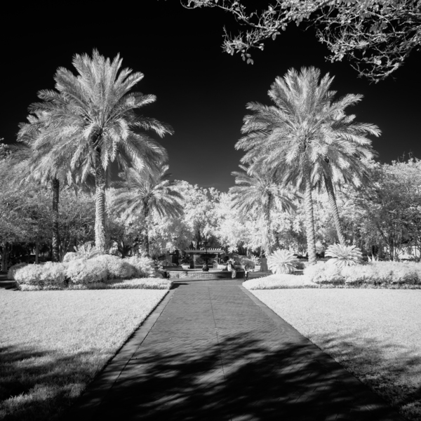Monochrome Serenity: Palm Tree Harmony in Saint Marys Georgia Park Print
