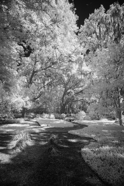 Infrared Pathway Print